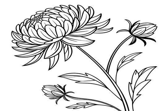 coloring page line art the ipomoea flower black vector