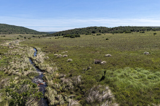 Aerial view of a winding stream flowing through the vast green savanna plains and rolling hills under a clear blue sky in Waterberg District Municipality, Limpopo, South Africa.
