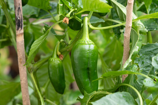 Pimiento morr&oacute;n en crecimiento, huerta org&aacute;nica familiar