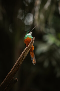 Ariramba-de-cauda-ruiva - galbuliforme da fam&iacute;lia Galbulidae.