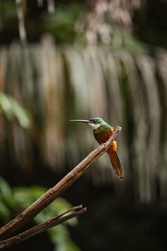 Ariramba-de-cauda-ruiva - galbuliforme da fam&iacute;lia Galbulidae.