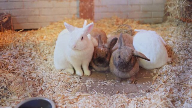 Three Rabbits of Different Colors Huddled Together in a Warm Straw-Filled Enclosure &mdash; Companionship, Diversity, Soft Animal Care