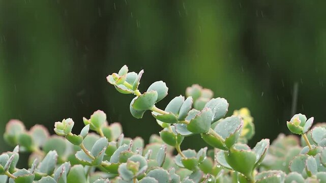 Closeup of succulent plant leaves with raindrops during a light rain shower