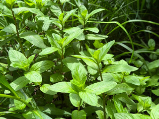 Mentha piperita Peppermint herbaceous, rhizomatous, perennial plant © OLENA LIALINA