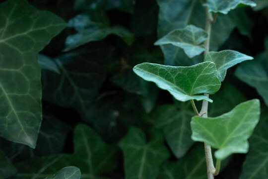 Green ivy branch with natural leaves and empty space for text, minimal nature background