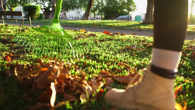 Woman raking fallen autumn leaves in public park on sunny day, performing seasonal maintenance and keeping city green spaces clean and well maintained.