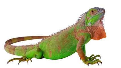 Fototapeta premium Green iguana reptile with orange dewlap and spiny crest