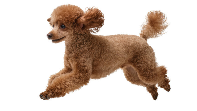 Brown poodle dog running with fluffy curly fur