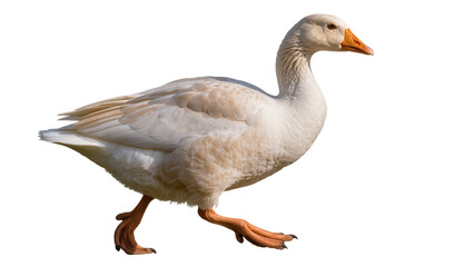 White goose walking with orange beak and feet © Natalia