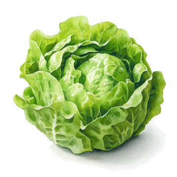 Lettuce, clipart watercolor vector, isolated on a white background.