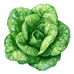 Obraz premium watercolor of Lettuce, isolated on a white background.