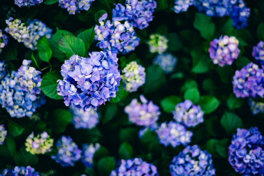 梅雨の季節に咲く、色彩が美しい紫陽花の風景