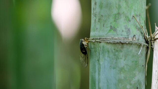 Cicada on Green Bamboo Stalk in Tropical Forest