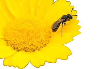 honeybee © Mário Filipe