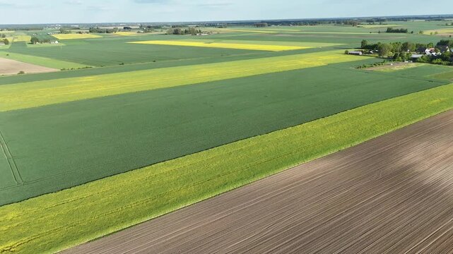 Aerial View of Yellow Rapeseed Fields Creating Mosaic Pattern in Podlasie, Poland