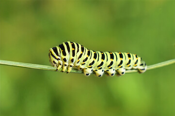 Naklejka premium Early Stage Swallowtail Butterfly Larva