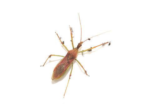 Leafhopper Assassin Bug Zelus renardii with Aphid Remains on Legs