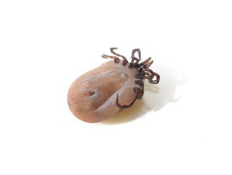 Castor Bean Tick Ixodes ricinus Underside Isolated on White Background