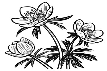 Fototapeta premium coloring page line art the winter aconite flower black vector