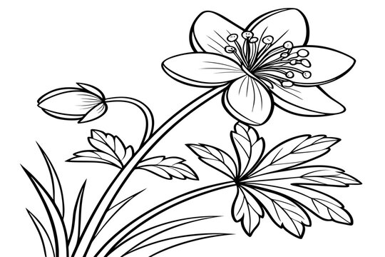 coloring page line art the winter aconite flower black vector