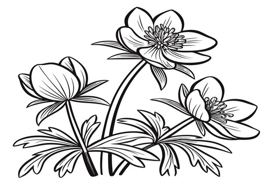 coloring page line art the winter aconite flower black vector
