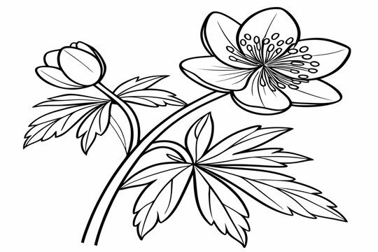 coloring page line art the winter aconite flower black vector