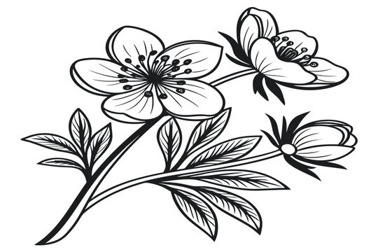 coloring page line art the winter aconite flower black vector