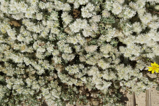Paronychia argentea, a flowering plant commonly known as silver nail grass, is a low-growing perennial known for its dense clusters of small white or silvery bracts surrounding inconspicuous flowers. 