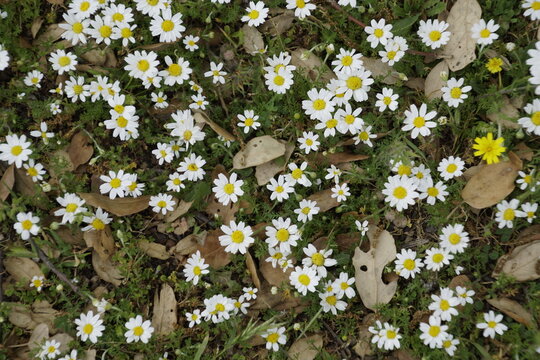 These plants belong to the genus Anthemis, commonly known as chamomile or dog fennel. They are herbaceous plants belonging to the Asteraceae family, typically bearing daisy-like flowers with white mar