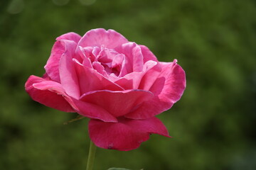 Obraz premium This rose is a pink-crimson flower, likely characterized by bright crimson or dark pink petals that may lighten slightly toward the edges. Structure: It features a full, complex bloom with numerous, t