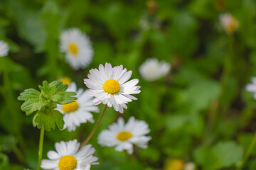 Fototapeta premium White daisy flowers with soft green bokeh background creating delicate spring meadow floral atmosphere
