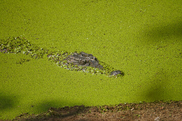 Hidden Crocodile Floating in Green Algae Covered Water in Wetland Habitat © R Arunkumar