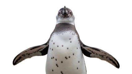 Penguin with flippers outstretched, looking forward © Andrei