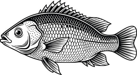 Fototapeta premium Hand Drawn Tilapia Fish Vector Illustration Black and White Vintage Engraving Style