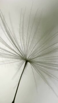 Vertical video: Capturing single seed with pappus drifting gently in macro, showing stalk shadows