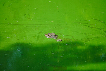 Crocodile Eyes Emerging from Green Algae Covered Water in Swamp © R Arunkumar