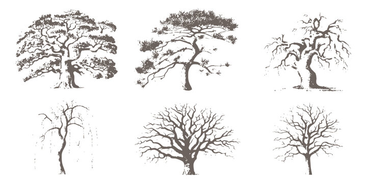 Collection of vintage hand drawn trees and bare branches in classic engraved sketching style vector illustration.