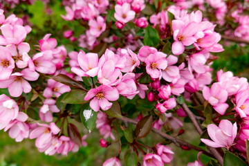 Obraz premium Vibrant pink flowers densely covering tree branches, displaying delicate petals and fresh green leaves. Soft natural light enhances the vivid colors, creating an atmosphere of spring and renewal in a