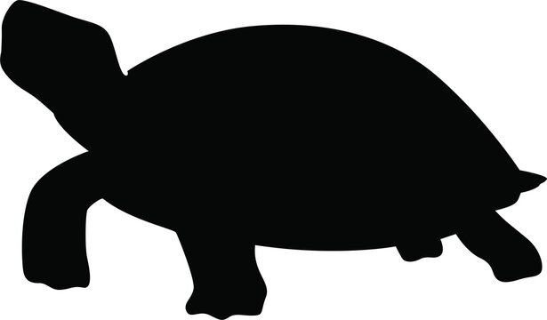 silhouette turtle