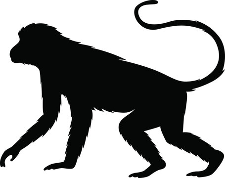 silhouette mongkey