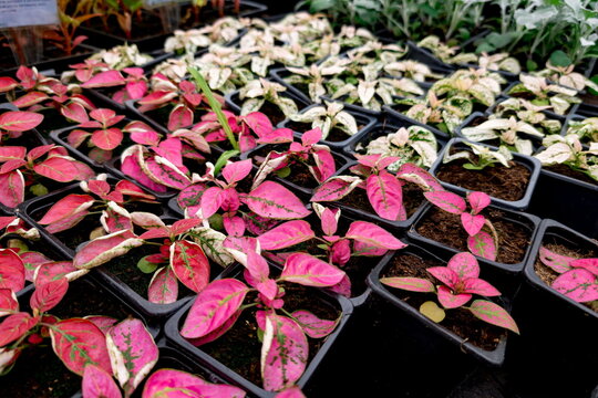 Young Hypoestes phyllostachya plants, commonly known as polka dot plants, growing in black nursery trays filled with soil. The seedlings showcase vibrant pink and white variegated leaves with green sp