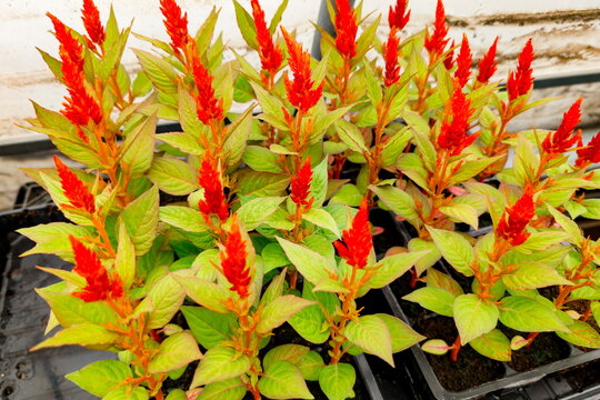 Young Celosia plants showcasing bright red, feathery flower spikes and fresh green foliage, growing densely in nursery trays. These seedlings present an ornamental garden favorite known for their stri