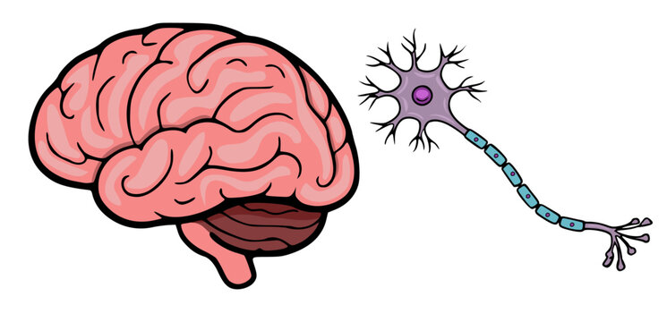 Set of Human Brain and Neuron vector illustration, isolated on white background