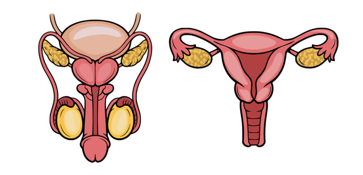 Set of Male and Female Reproductive System Vector Illustrations