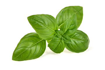 Fototapeta premium Fresh Basil Leaves, isolated on white background