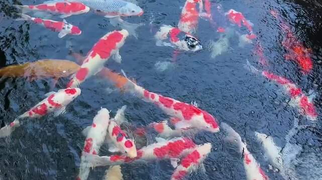 Colorful koi fish swim in a Japanese garden pond during springtime in Tokyo. Colorful scales reflect the April sun as various breeds gather together.
