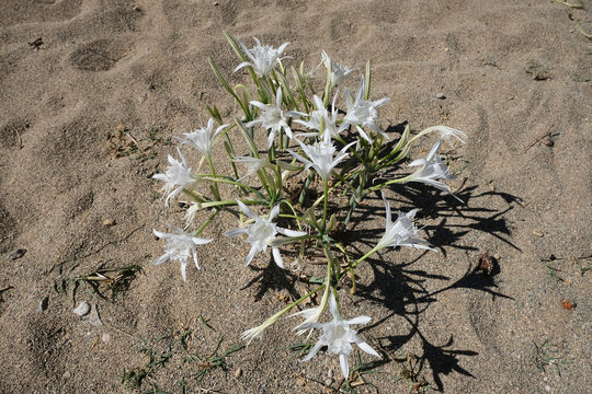 Sea Daffodil (Pancratium maritimum) blossomed, close-up on sand beach, Skinaria beach, Crete Greece
