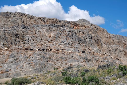 Goats on the rock mountain, looking for eat. Skinaria beach,  Plakias. Crete Greece