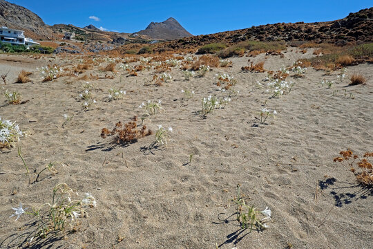 Pancratium maritimum, Sea Daffodil grows on beaches and coastal sand dunes. Skinaria beach, Plakias. Crete Greece
