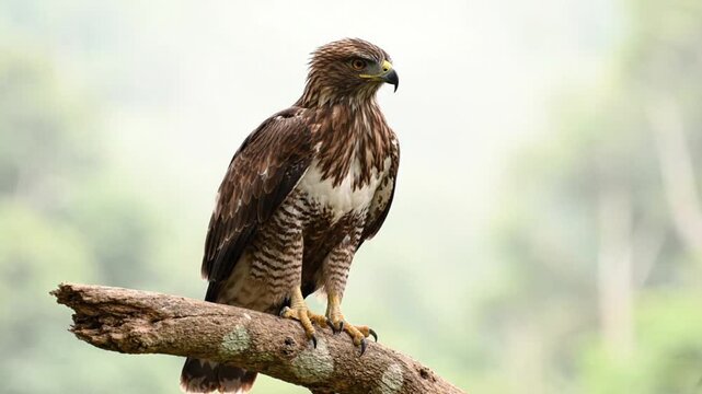 Red Tailed Hawk (Buteo) Perched on a Branch in Majestic Wildlife Nature Scene